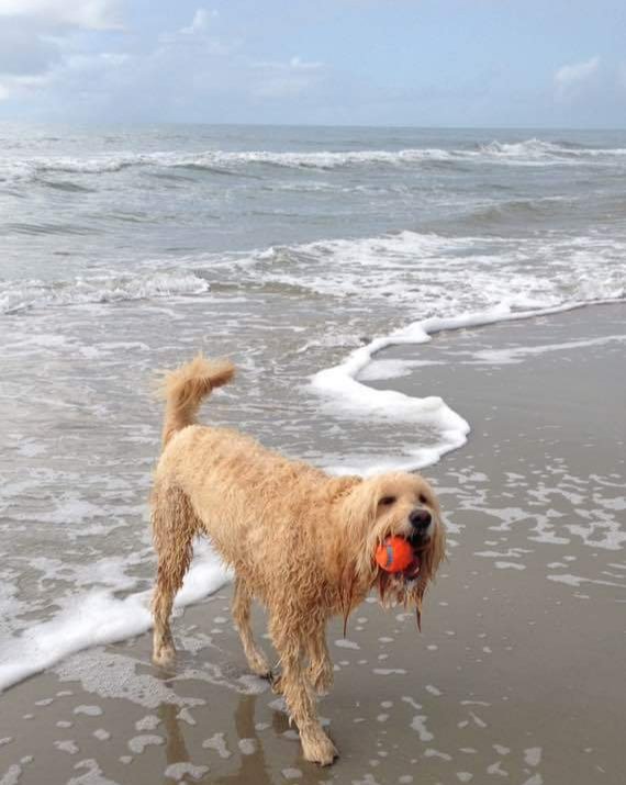 ICE/LEO💙🇺🇲 tweet media