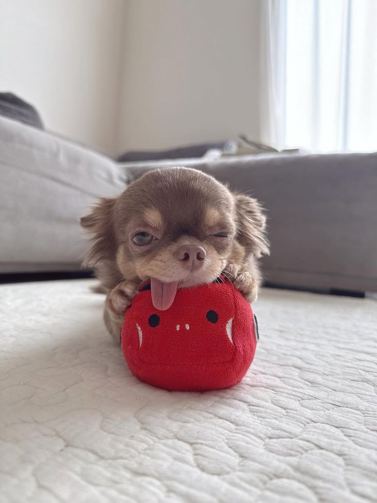 Dogs all the way tweet media