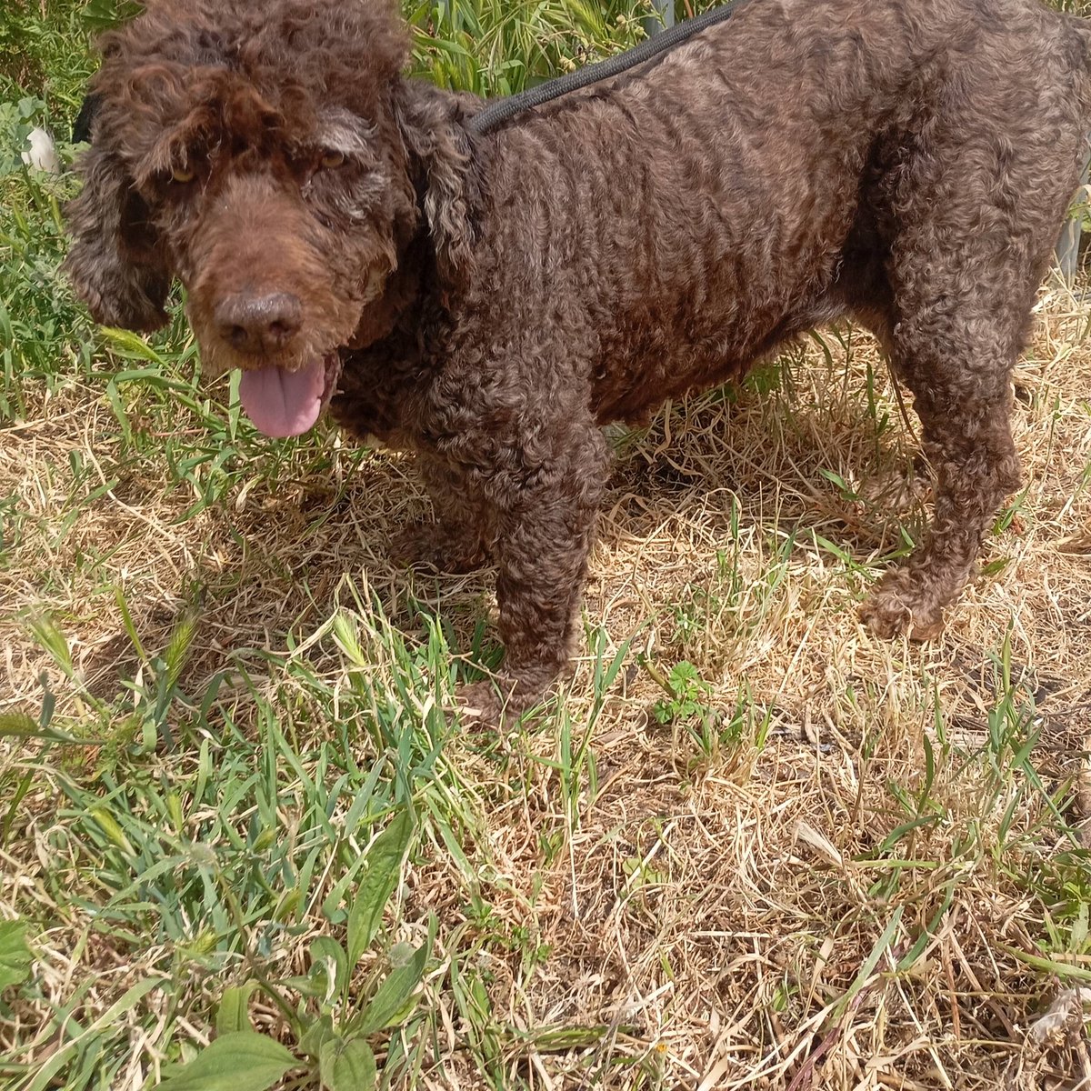 SOS Abuelos tweet media