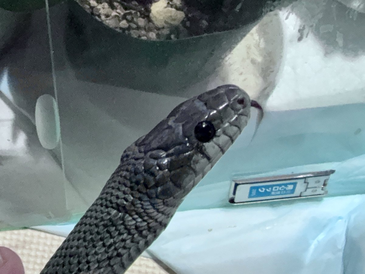 らむじぃ🦎🐍🐢 tweet media
