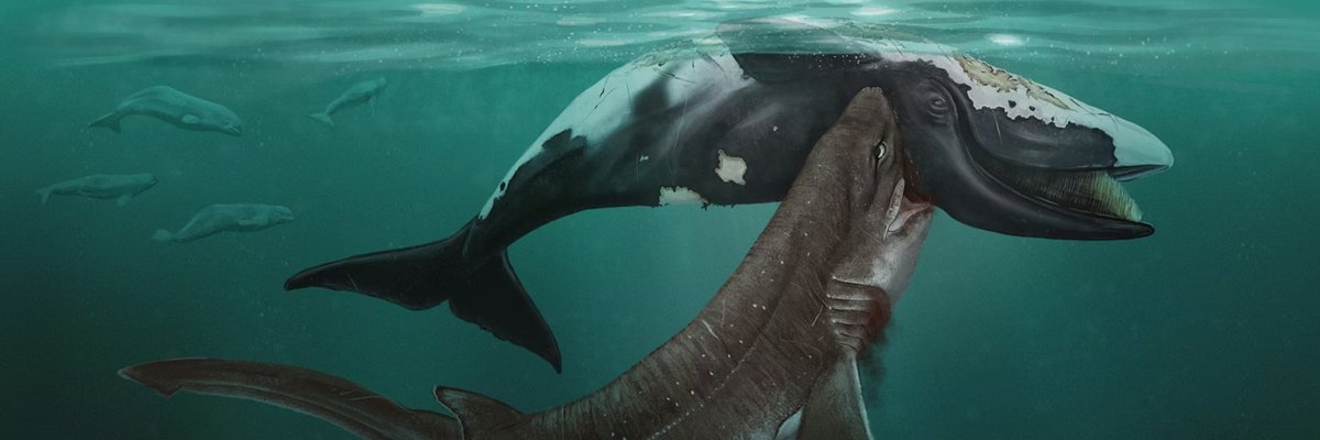 PaleontologieFr's tweet image. Le réchauffement climatique ramènera-t-il les grands #requins blancs en mer du Nord ? 🦈
Une dent vieille de 5 Ma pourrait apporter des éléments de réponse.
#Pliocène 

(Article complet mais en anglais : theconversation.com/could-warming-…)

📰doi.org/10.4202/app.01…

atlantico.fr/article/decryp…