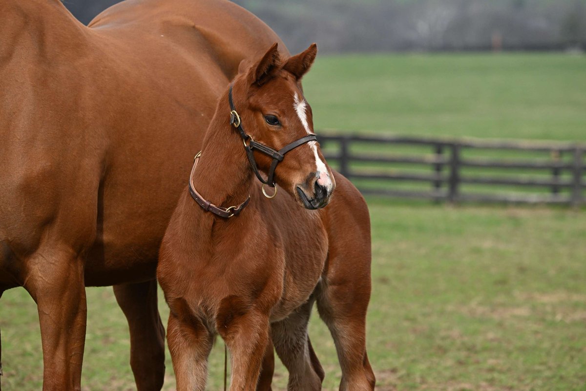 Horse Country tweet media