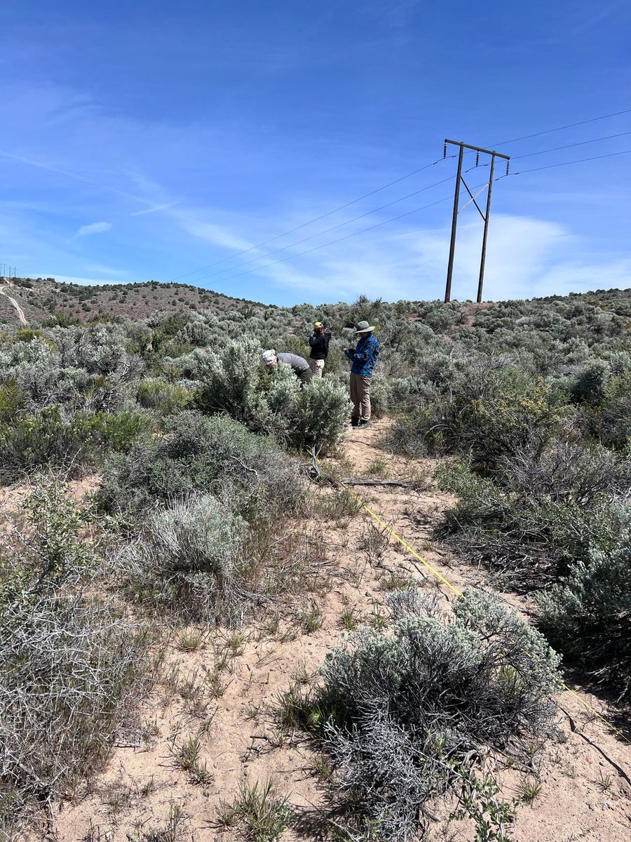 GBInstitute's tweet image. No train no gain 💪 Our Ecological Monitoring Crews are almost done with training month before they start collecting vegetation and soil data in the field. #ecologicalmonitoring #plantpeople #fieldwork #fieldpals #soilplots #aim #GreatBasinInstitute #GBI #EnvironmentalSciences