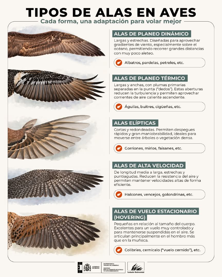 The World of fly fishing and Biodiversity tweet media