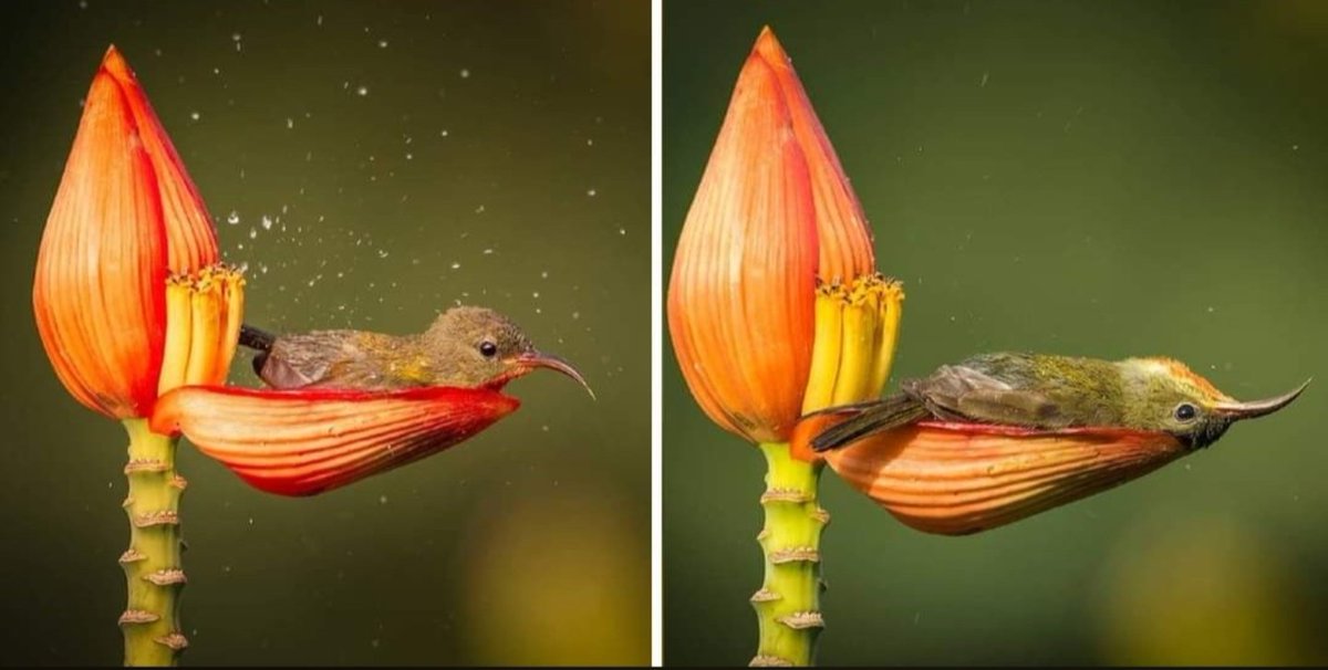 Crimson sunbird, using a flower petal as a bath tub! Photo was shot by wildlife photographer Rahul Singh