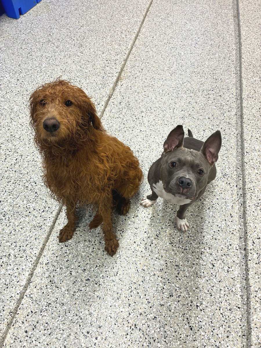 metro_plano's tweet photo. Poppi and Zeus know how to strike a pose 😎✨
#MetroAnimals #PlanoDog #DogsOfDallas https://t.co/r4XcSR1L2b