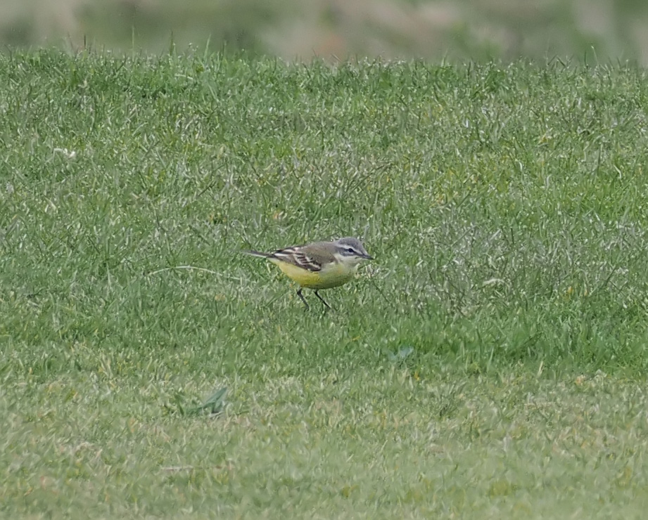 Anthrobirder's tweet photo. Any kind of 'Yellow Wagtail' is unusual at Girdle Ness, so I was pleased to find this female today. The blue-grey crown and white supercillium suggest Blue-headed but I don't know if it's possible to be certain. Views are welcome. https://t.co/HNxDT4RNwr