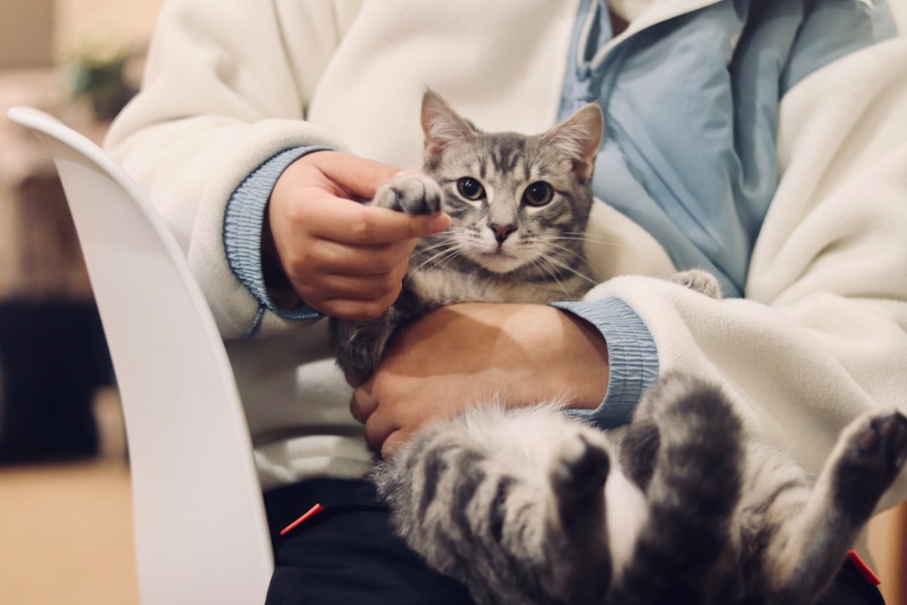 Stephonavich's tweet photo. When creating a comprehensive daily pet care checklist, it's essential to consider various aspects of your pet's health and well-being.

Read more 👉https://t.co/QOdfhIN8vF
#CompleteGuide #DifficultTask #PetOwners #AnimalFriends #HealthyLives #VeterinaryCare https://t.co/2BsM871PzB