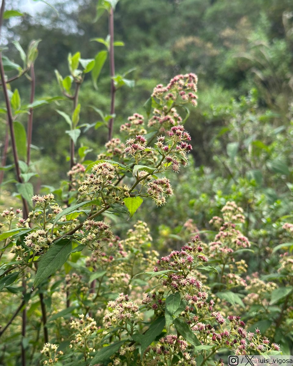 luis_vigosa's tweet image. Archibaccharis hirtella (Asteraceae)
#botany #flowers #taxonomy #plants