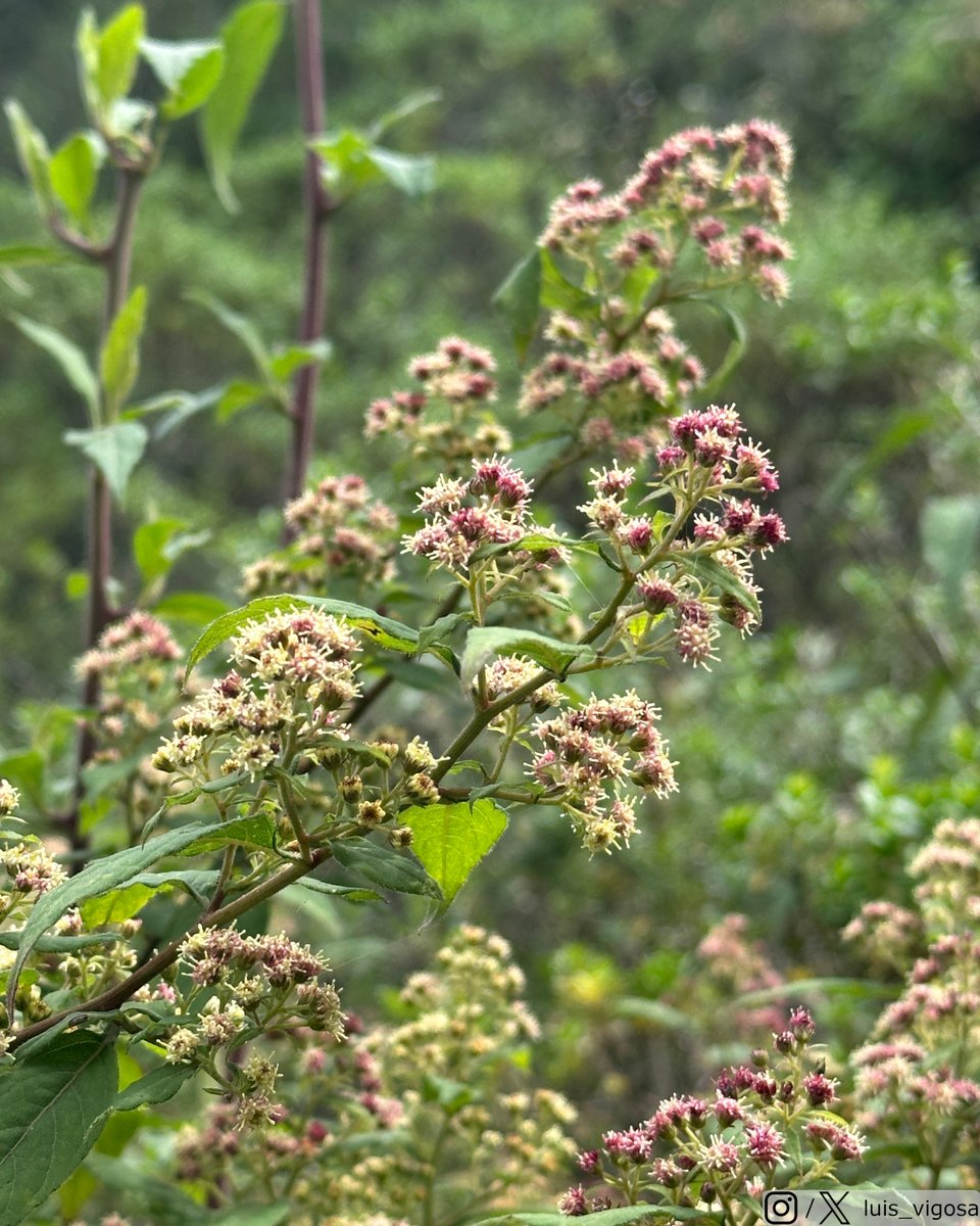 luis_vigosa's tweet image. Archibaccharis hirtella (Asteraceae)
#botany #flowers #taxonomy #plants
