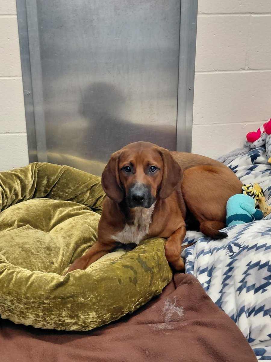 Guelph Lost Pets tweet media