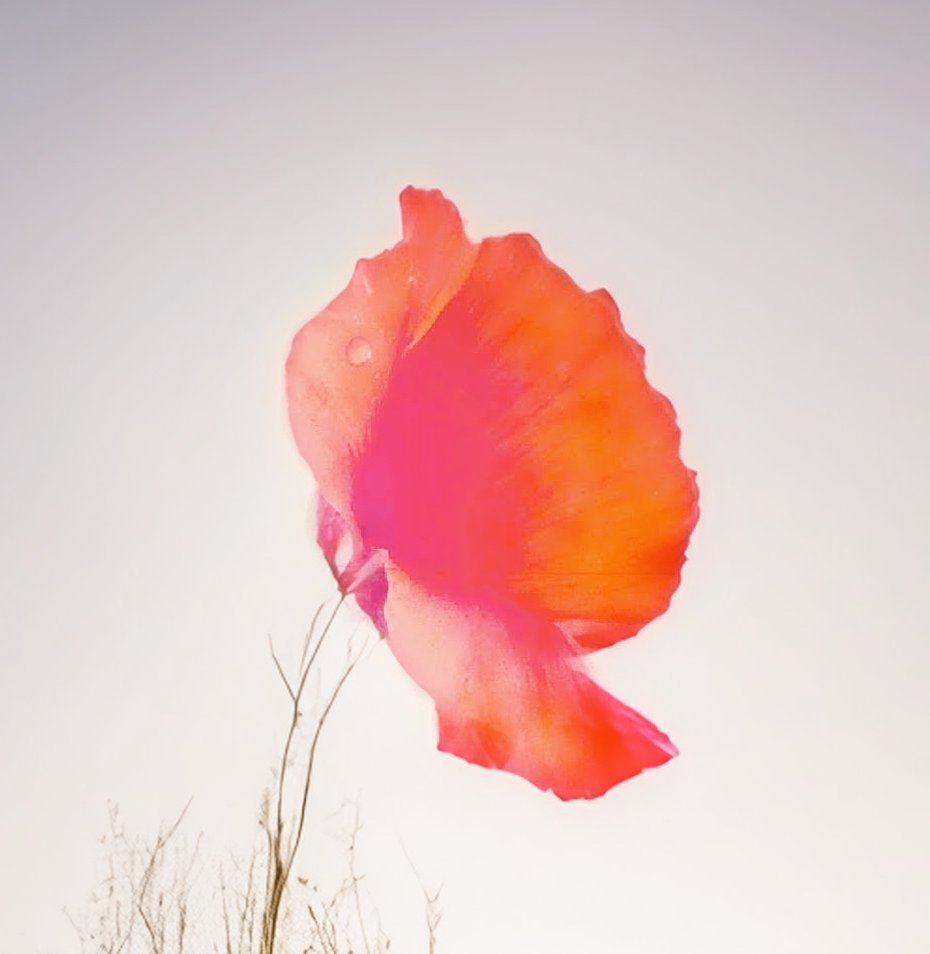 wongsusie tweet media