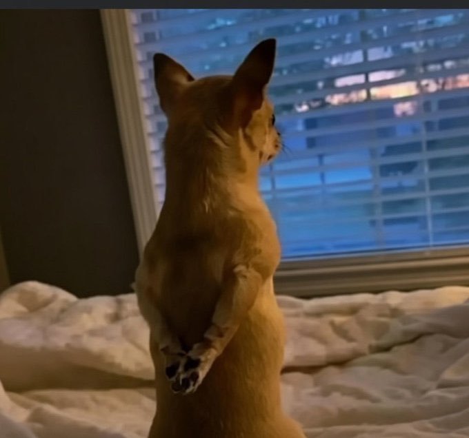 RapidExchange tweet media