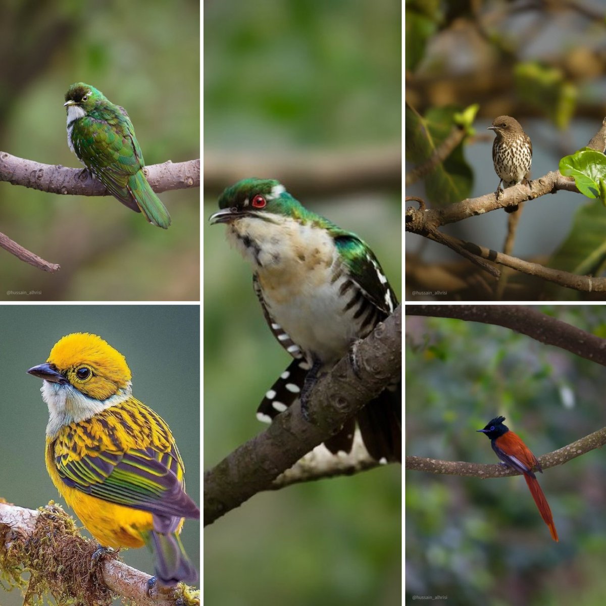 The tops tweet media