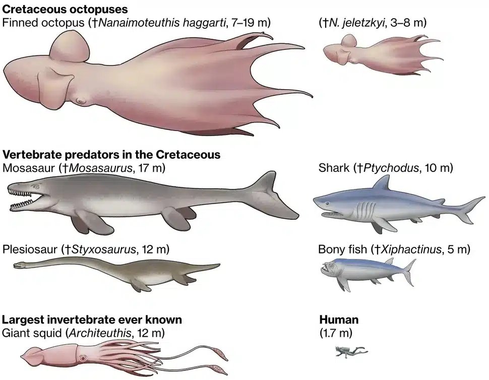 PaleontologieFr's tweet image. 🐙Au #Crétacé, d’énormes #pieuvres (jusqu’à 19 m !) dominaient les océans.
Leurs mâchoires #fossiles révèlent des prédateurs capables d’attaquer mosasaures et plésiosaures… avec des comportements complexes.
#Cephalopoda

📰doi.org/10.1126/scienc…

🔎 sciencepost.fr/vous-pensiez-q…