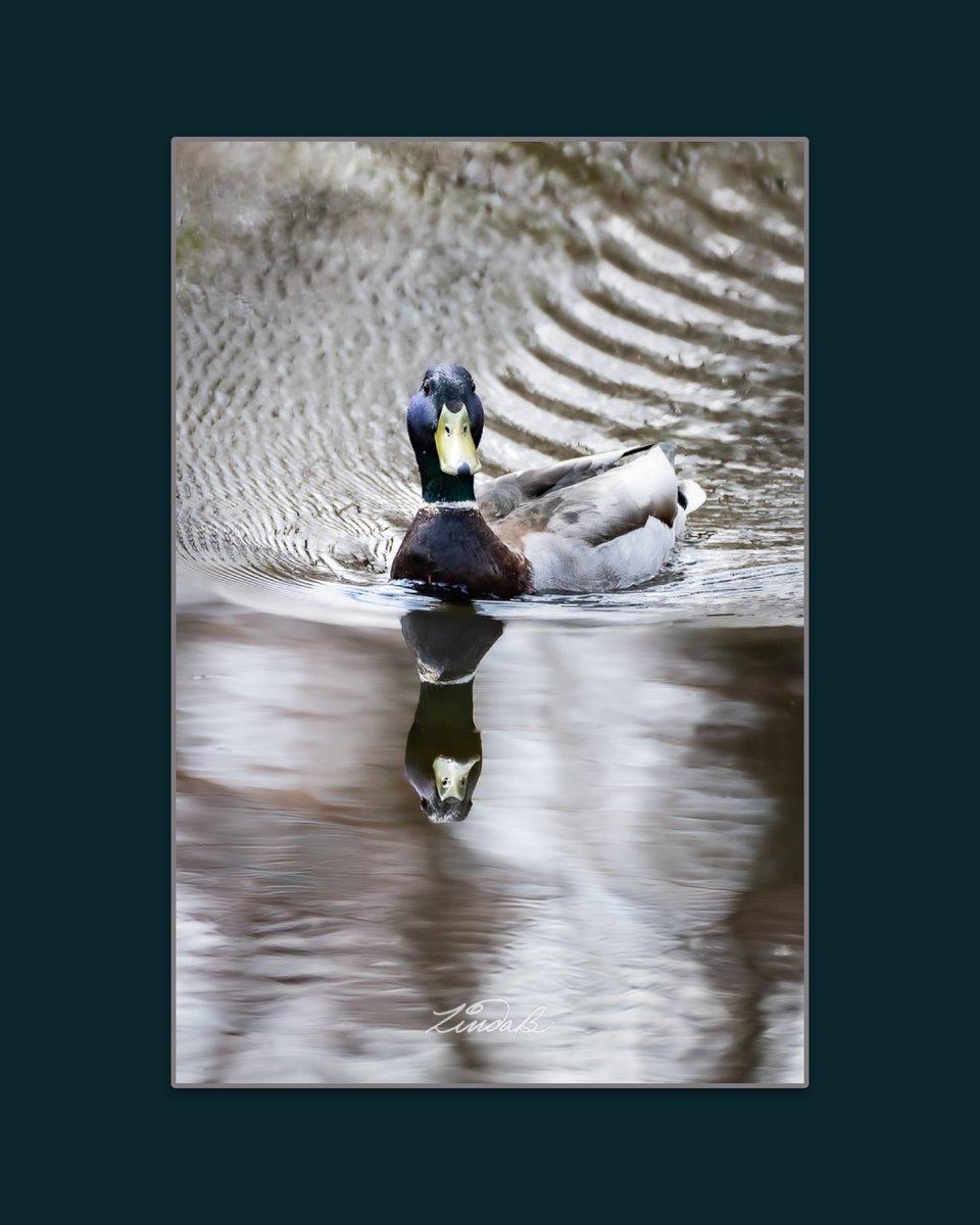 LSBofEBB's tweet image. How's your Monday going?  I'm getting caught up on some chores today.  Image taken a couple of weeks ago in #RhodeIsland 
#mallard #duck #naturephotography