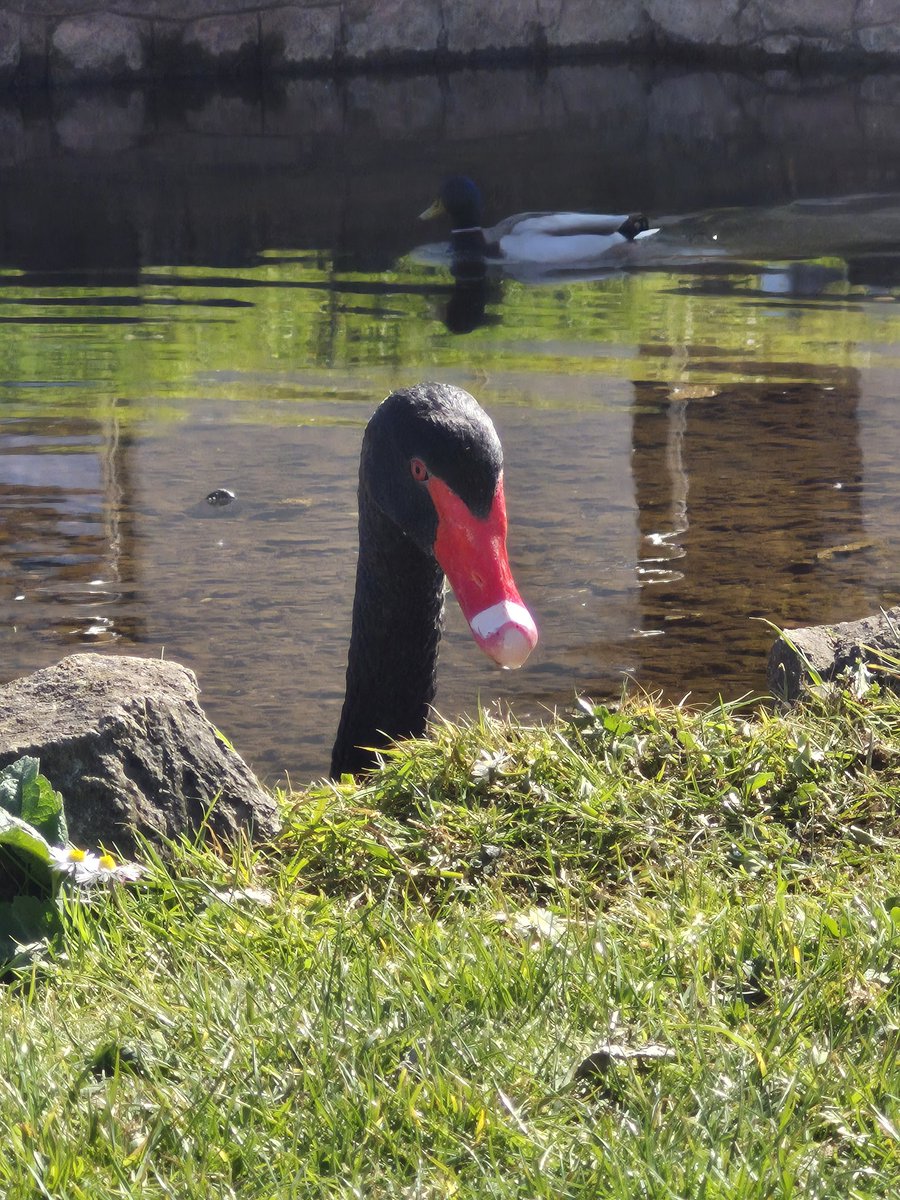 pgbswi's tweet photo. One of the Dawlish Black Swans earlier today @RSPBEngland https://t.co/PnZSzNR9ZZ