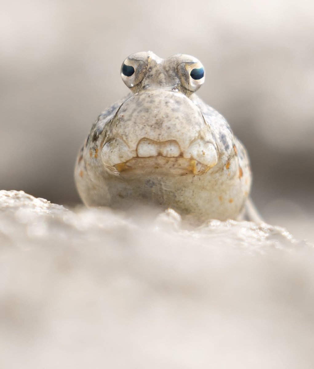 GOOFY MUDSKIPPER look at this adorable little face!! 🥺
My favourite fish who lives out of water in the muddy mangroves! ✨