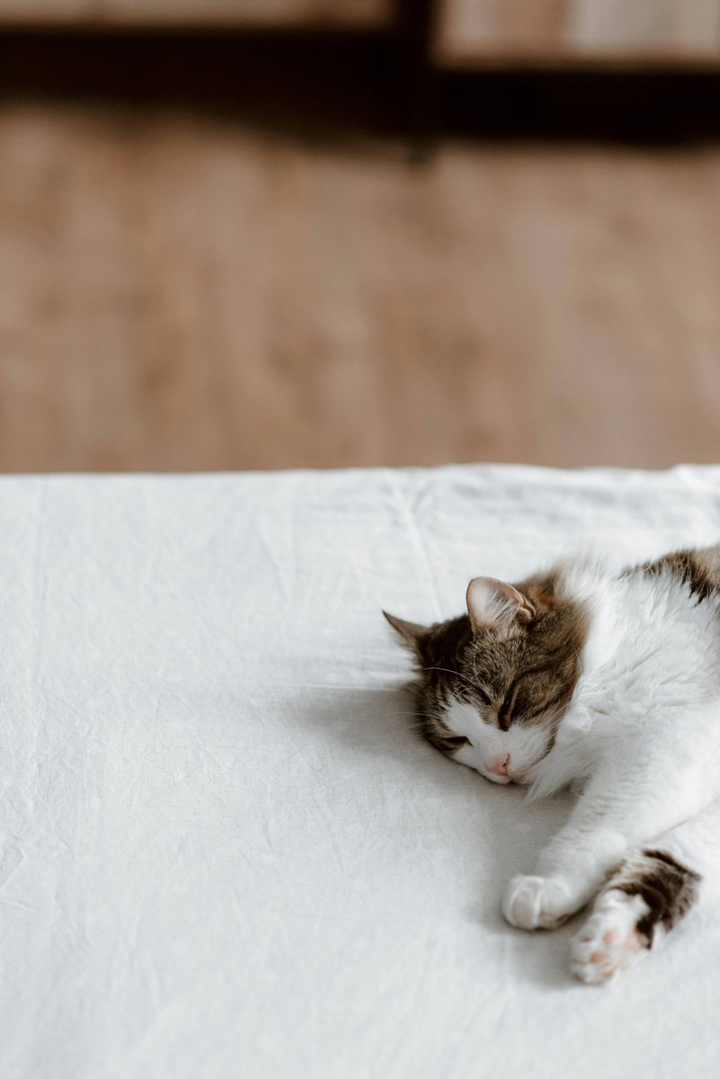 Cat tweet media