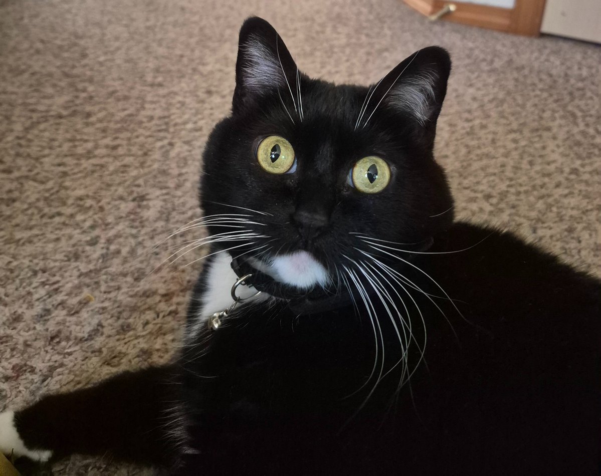 AuthorAlesa's tweet image. The absent gaze of my little writing buddy.

#authorlife #writerslife #cat #tuxedocat