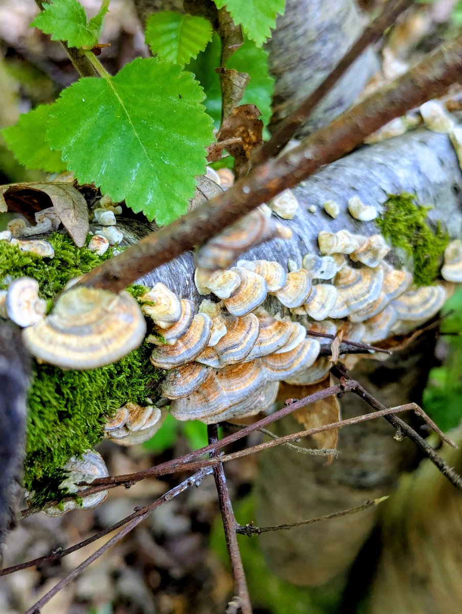 CarolineMockri4's tweet image. #fungi 🍄🚶‍♀️