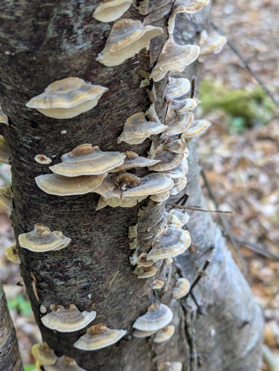 CarolineMockri4's tweet image. #fungi 🍄🚶‍♀️