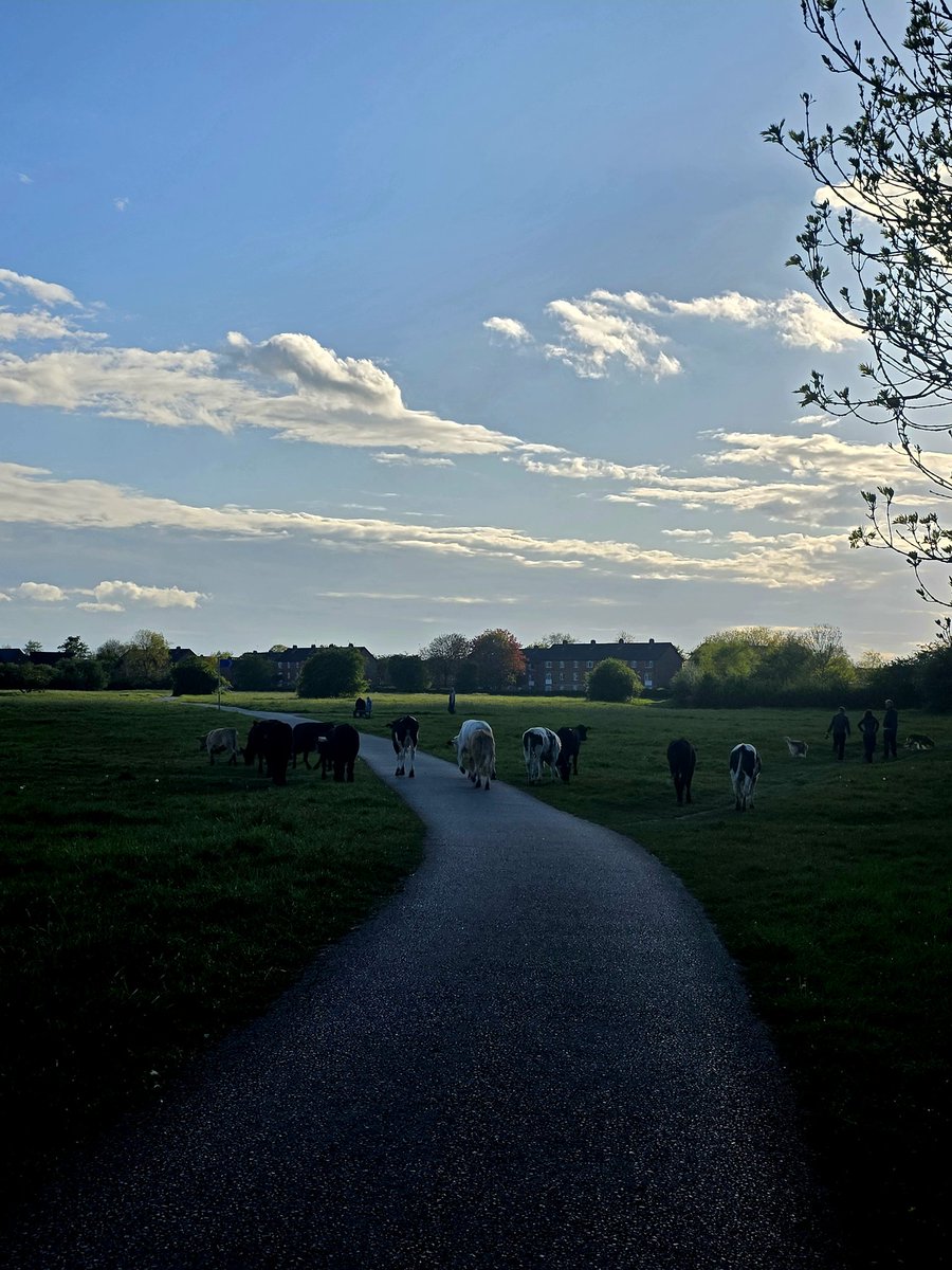 CraigRGNDem's tweet image. An easy 4 mile stroll after work in York. 🏃🏻‍♂️🙂

No traffic jams, but a cow jam today in the park 😲

#Moooo #Running #York #Strava #AfterWorkRun @UKRunChat