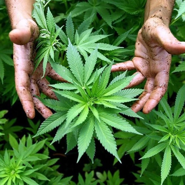 bpthaber's tweet image. Sri Lanka'da 22 Budist rahip, havaalanından 110 kg esrar geçirmeye çalışırken yakalandı.