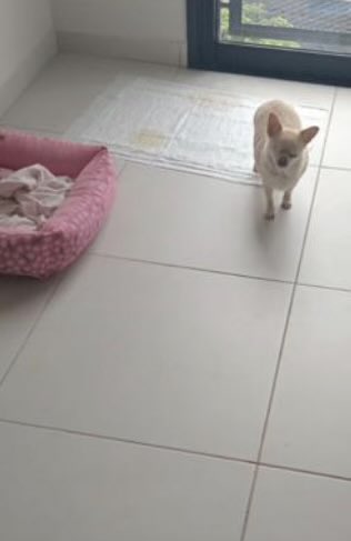 lia loló tweet media