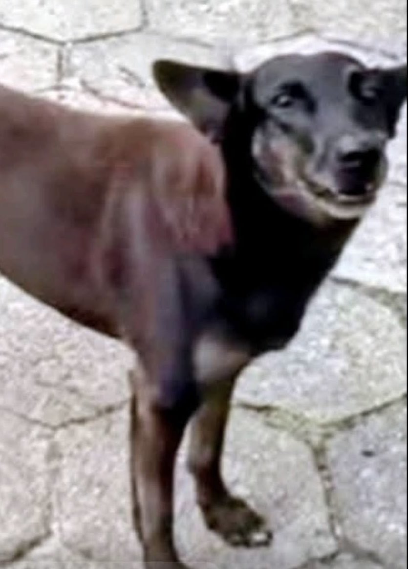 ORELHA 😔

Ele só queria viver em paz, mas foi cruelmente morto por PSICOPATAS  sem qualquer humanidade, que seguem impunes, filhos de papai 🤬

ME SIGAM NO INSTAGRAM PRA ME AJUDAR A CRESCER LÁ TAMBÉM E PODER AJUDAR MAIS 
⬇️
instagram.com/euamoosanimais…

#JustiçaPorOrelha