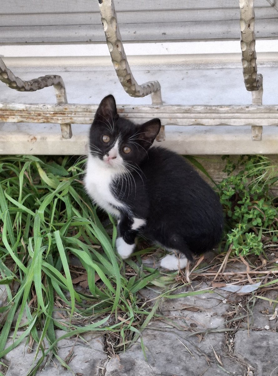 s.e.m.a.EST tweet media