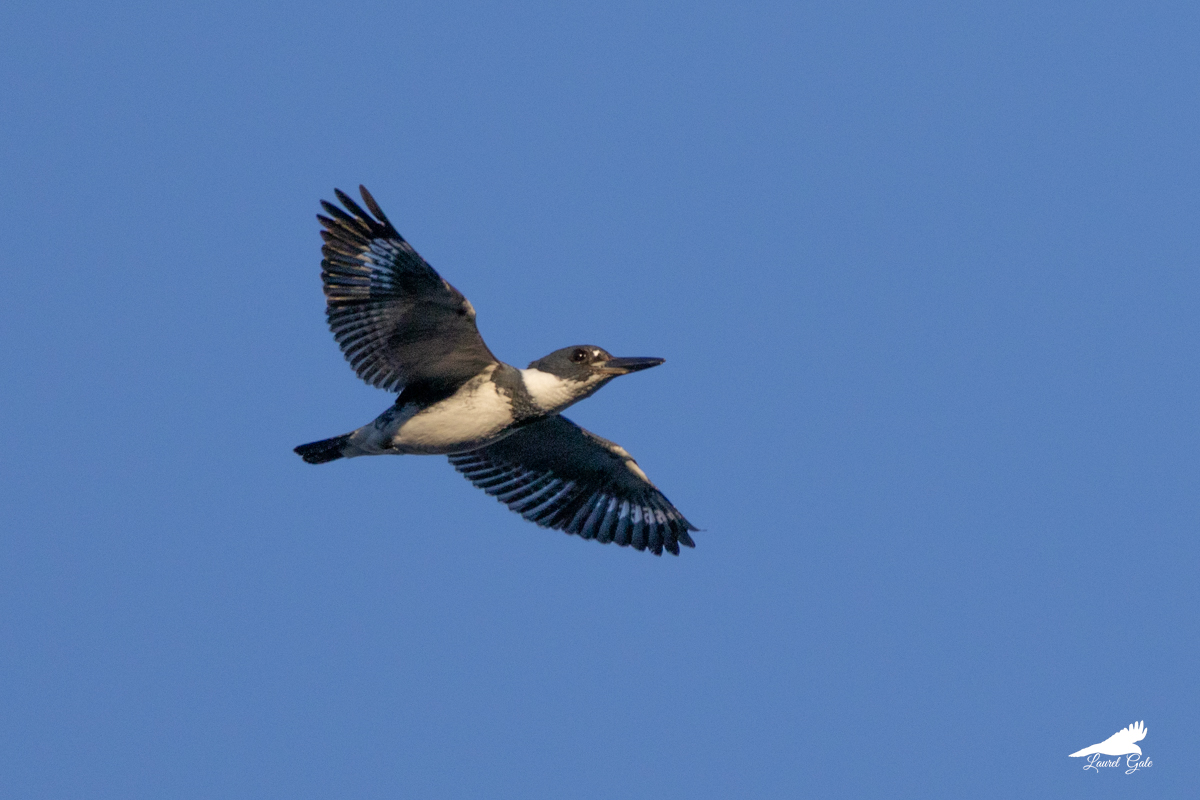 laurel_gale's tweet image. Hello, belted kingfisher!

#birds