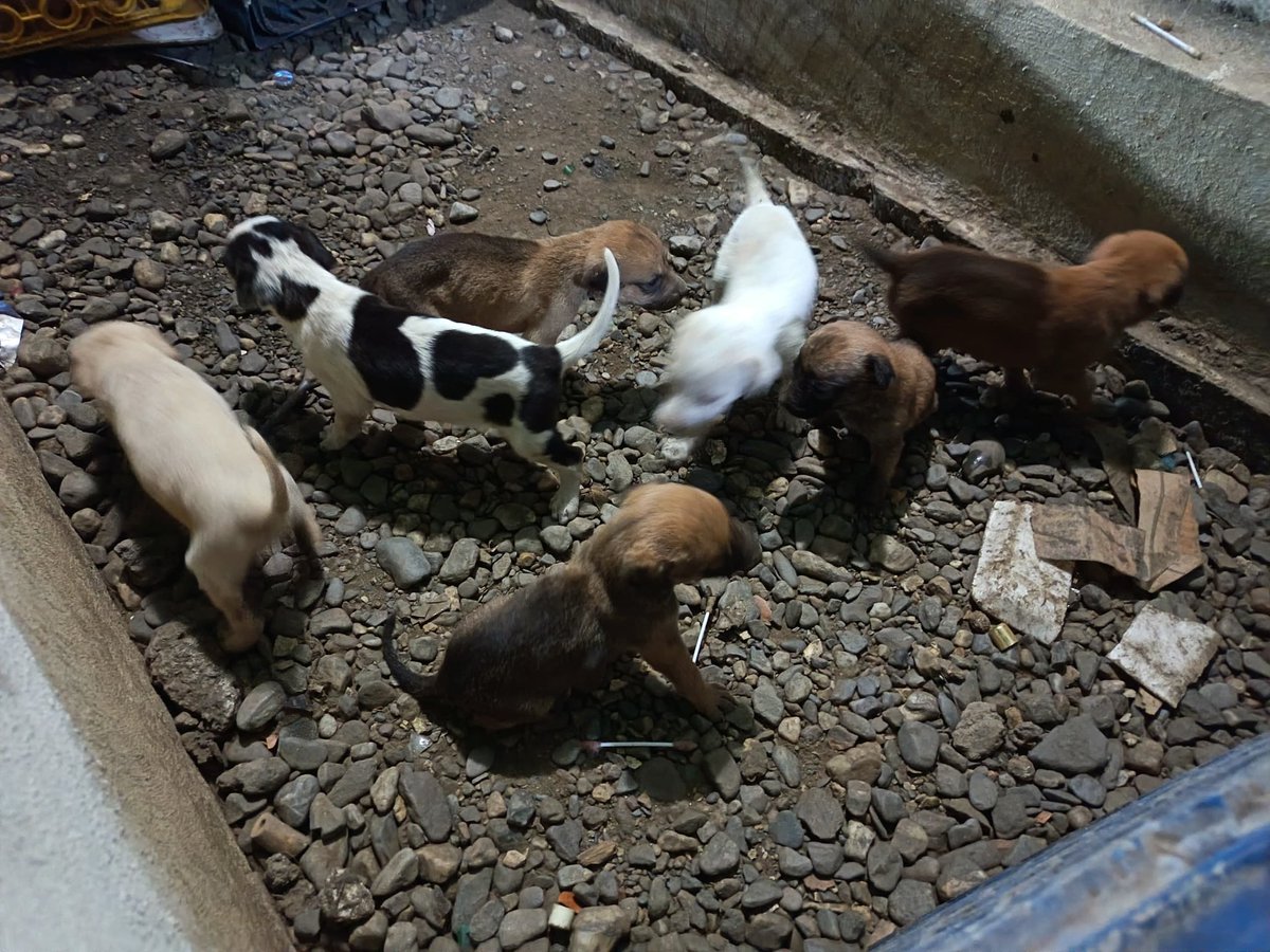Maullidosyladr1's tweet image. Hi everyone, could anyone please donate $8.50 to help deworm some puppies? 
#Help