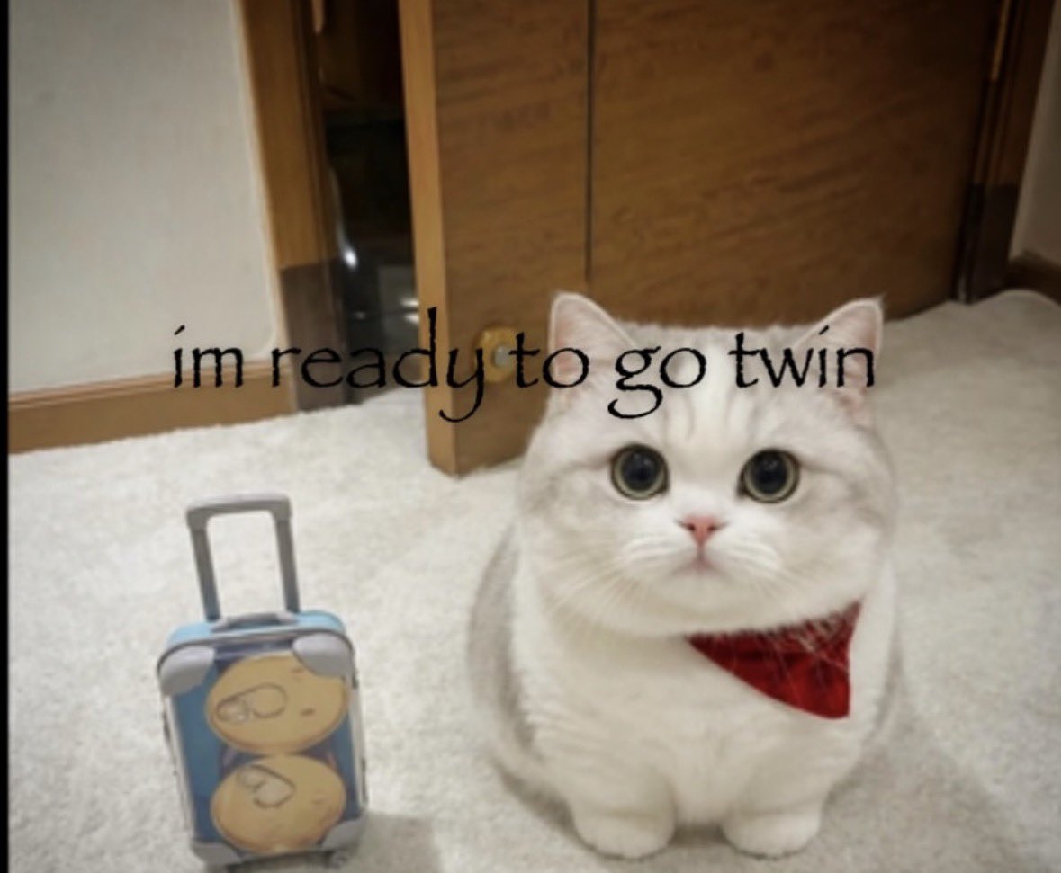 LiterallyMeCats (@literallymecats) on Twitter photo 