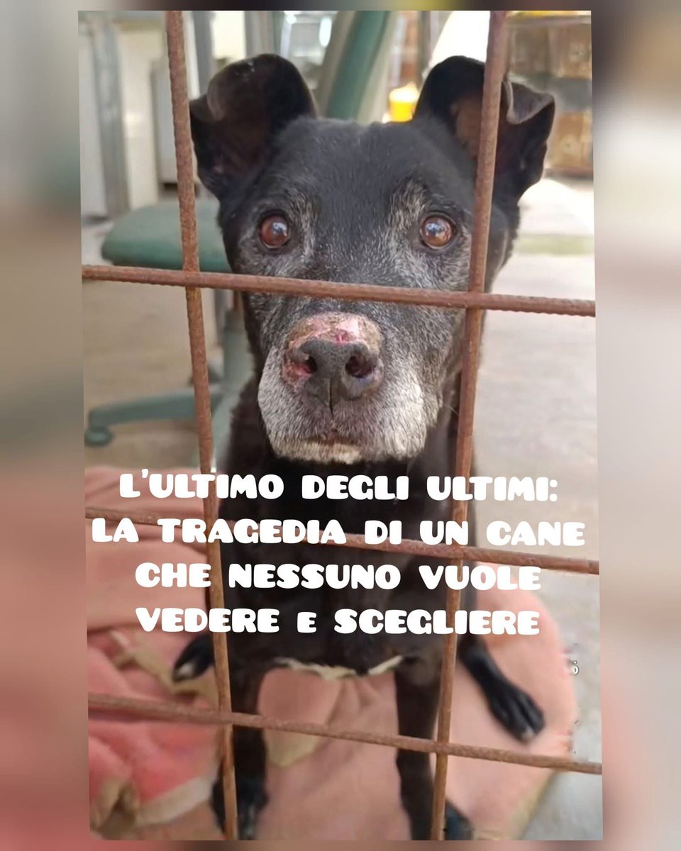 Fiorella Arcodia 🌿𝐠𝐨𝐯𝐞𝐠𝐚𝐧 🐑💚💙☮️ tweet media