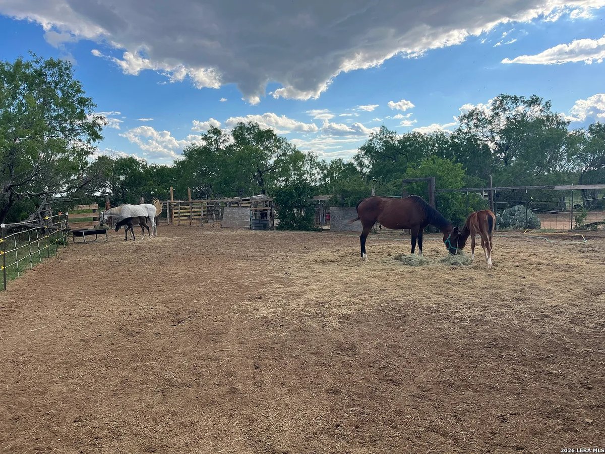 SAINT HEDWIG, SOUTH TEXAS. 17.43 ag exempt acres. Barns w/stalls, electric fence around most of the acreage, electricity available, water well. East Central ISD. $599K #txhorseproperties #sainthedwigtx #southtexas tinyurl.com/3285SaintHedwig