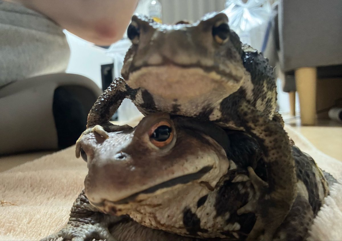 たすけて♡ tweet media