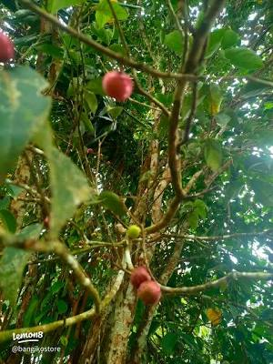 👩‍⚕️🌷 tweet media