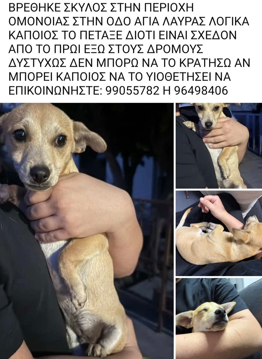 🆘️🆘️🆘️
Βρέθηκε το σκυλάκι στην Ομόνοια στην οδό Αγίας Λαύρας 
Ζητείται άμεσα φιλοξενία ή ακόμα καλύτερα υιοθεσία 
Για παραπάνω πληροφορίες επικοινωνία με το τηλ 
Rt 🙏 🙏 🙏