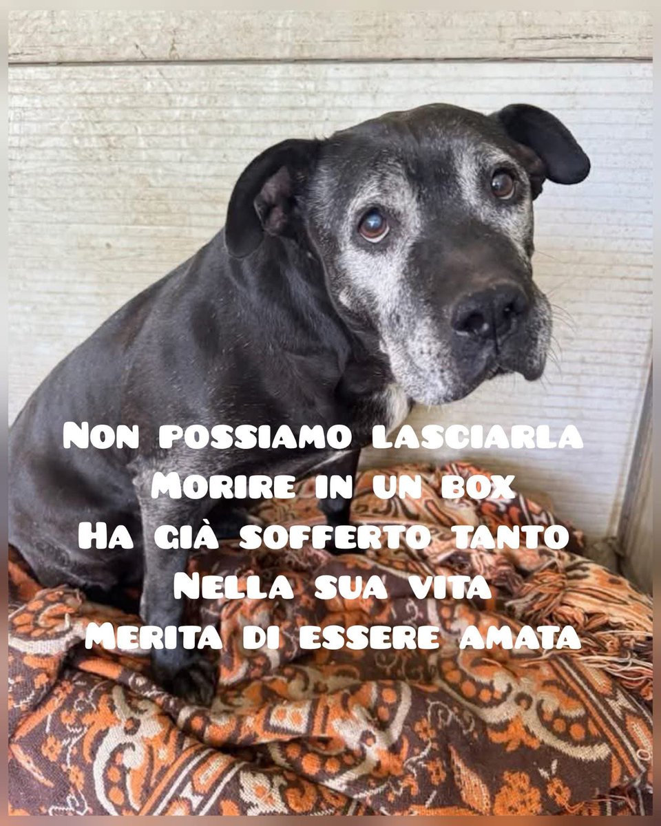 LAYLA, 13 ANNI: ADOZIONE DEL CUORE🐾
📍 DOVE: Prov. Napoli (arriva in tutto il Centro-Nord)
💔 STORIA: Abbandonata anni fa, vive in un box sul cemento.
🧬 SALUTE: Soffre di displasia e artrosi.
❤️ CARATTERE: Dolcissima, buona
📞 CONTATTO: WhatsApp 331 869 7333