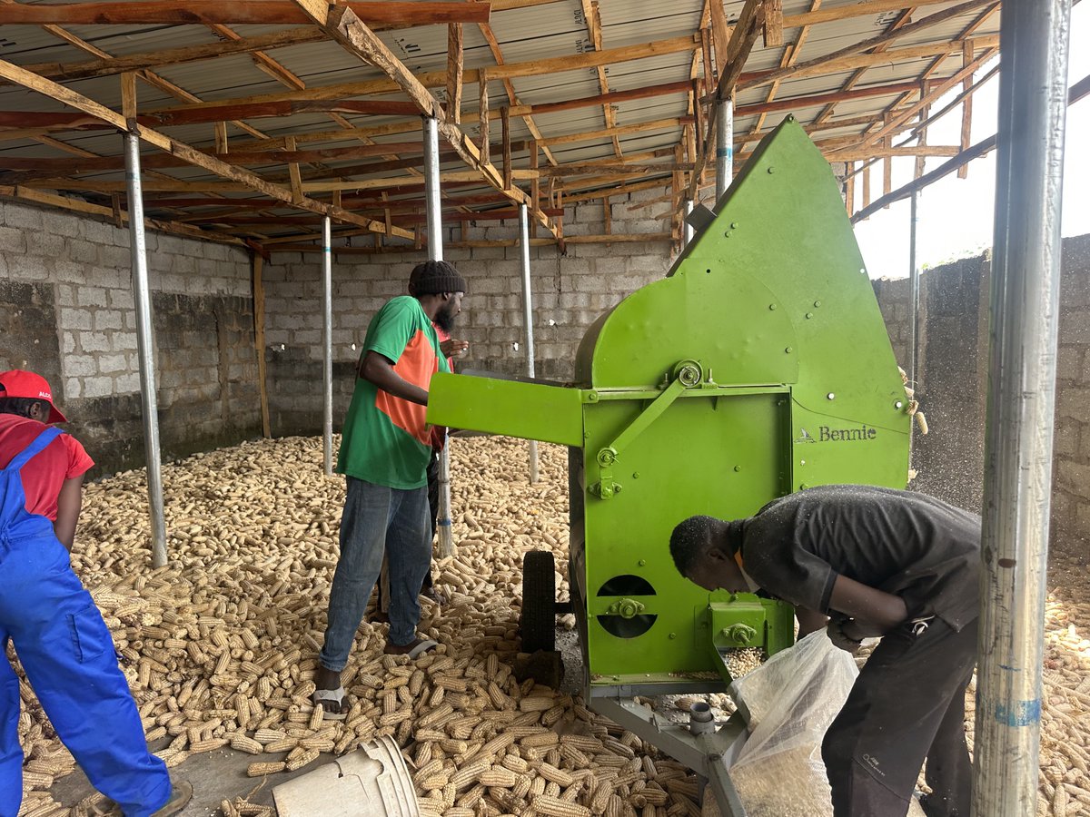 bennieagro's tweet photo. 🌾 Wisdom for the harvest:

A good harvest is not only grown in the field—it is preserved in the process. The farmer who threshes efficiently doesn’t just save time, but protects yield, reduces loss, and multiplies value.

With the Bennie Agro Multiple Crop Thresher, every grain counts and every effort pays off.

📞 +234 816 833 8730 | +234 810 052 7214
🌐 https://t.co/OeJ0Rn1AwA

👉 Invest in efficiency—because better processing leads to better profit.

#Agriculture #FarmEquipment #AgroProcessing #BennieAgro #HarvestSeason