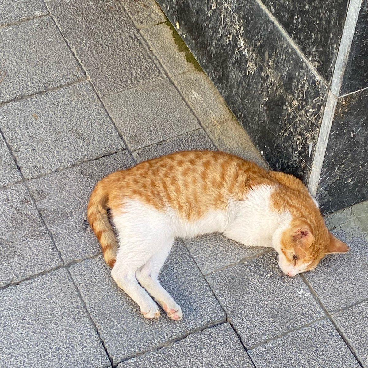 hilalf🌷 tweet media