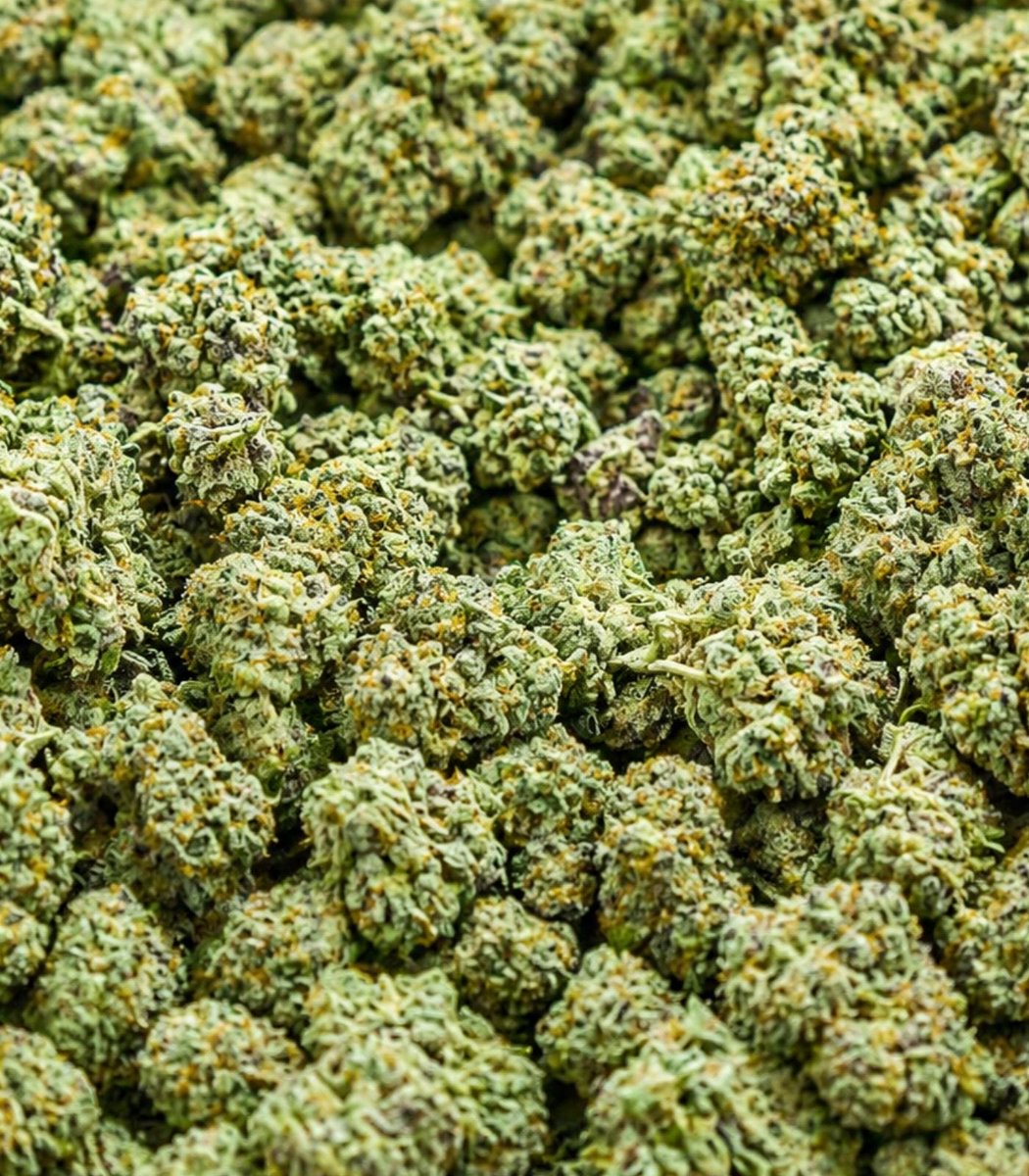 Indie 505 tweet media