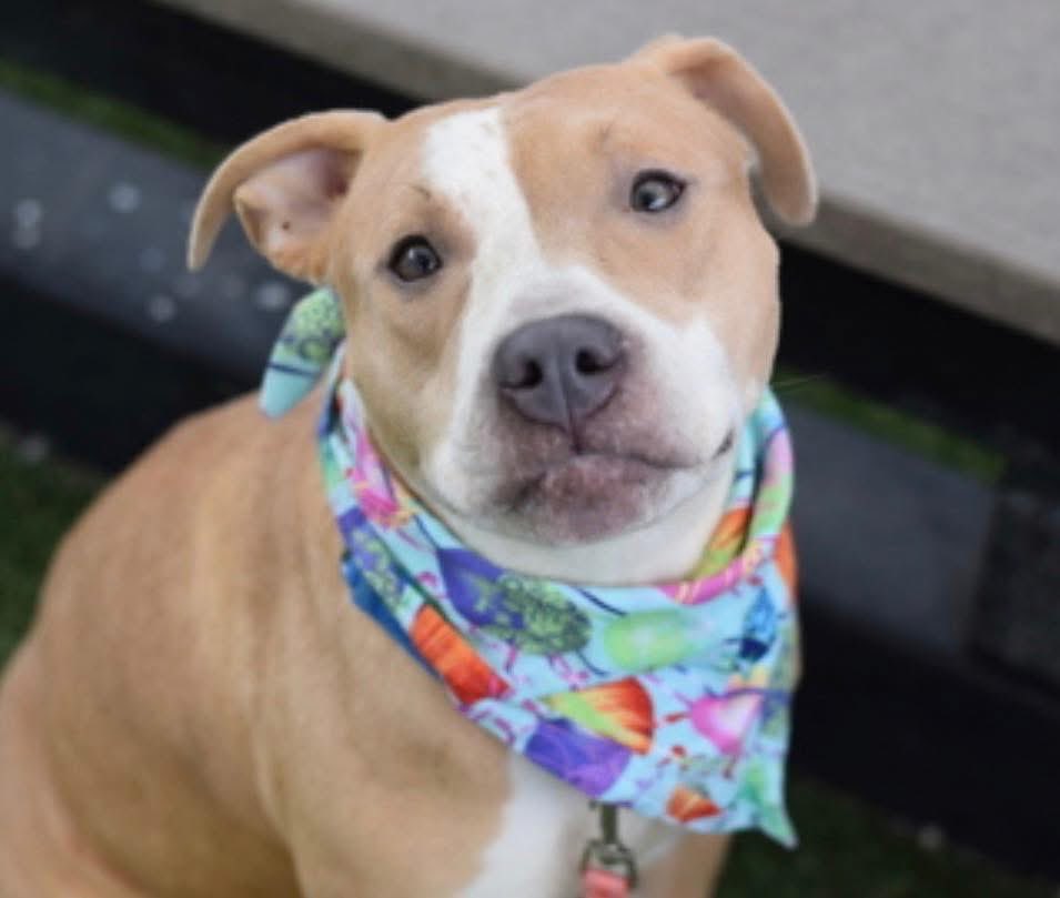 AMA Animal Rescue tweet media