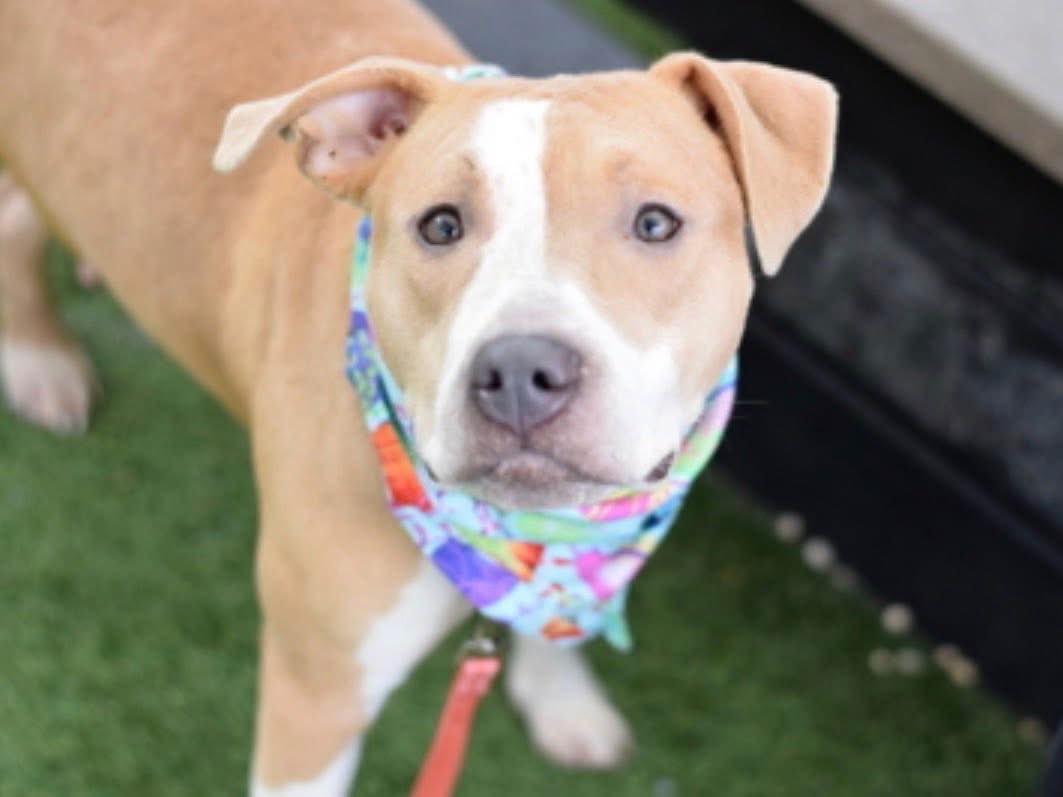 AMA Animal Rescue tweet media