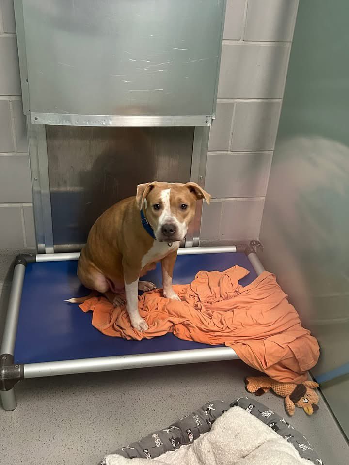 AMA Animal Rescue tweet media