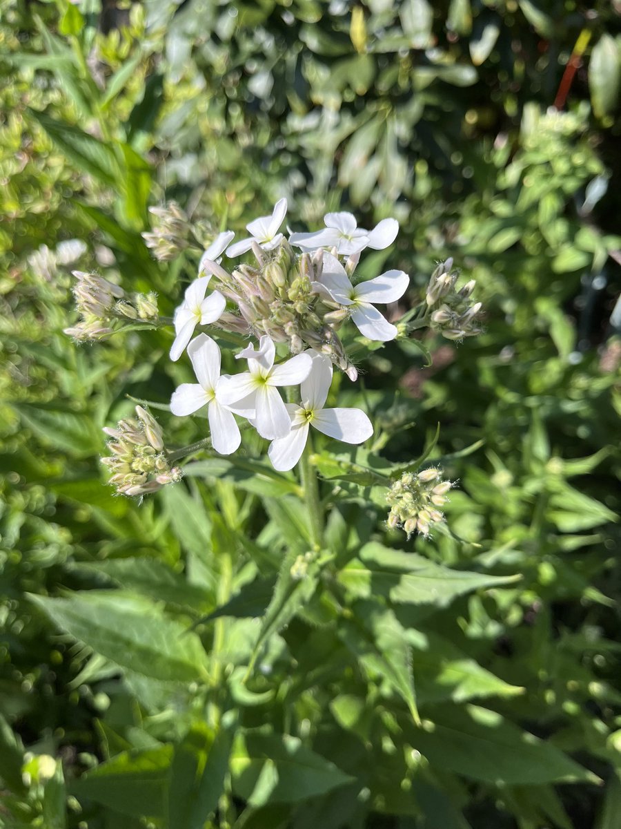 Milhart66Ken's tweet image. Hesperis albiflora that I grew from seed has started to flower in the white border. #gardening #gardeninglife #gardenersworld