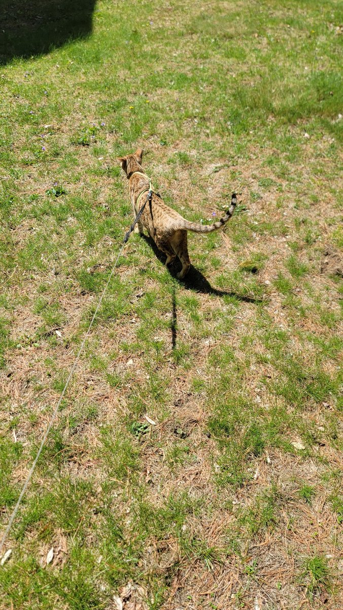 Stonz_camp's tweet image. Off for a nice walk in the sun!☀️😻
#catsofx #bengalcat #walking