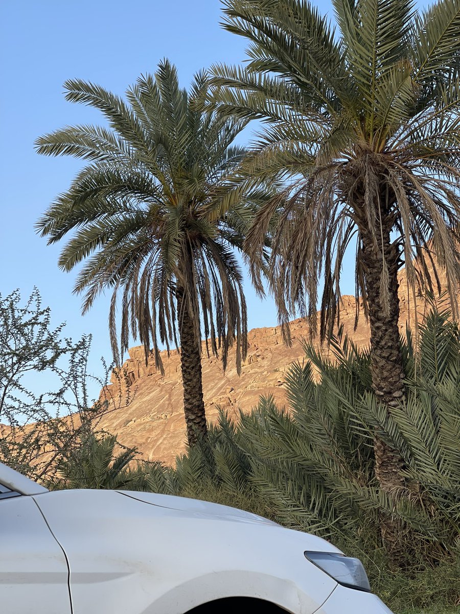 ميعاد. tweet media