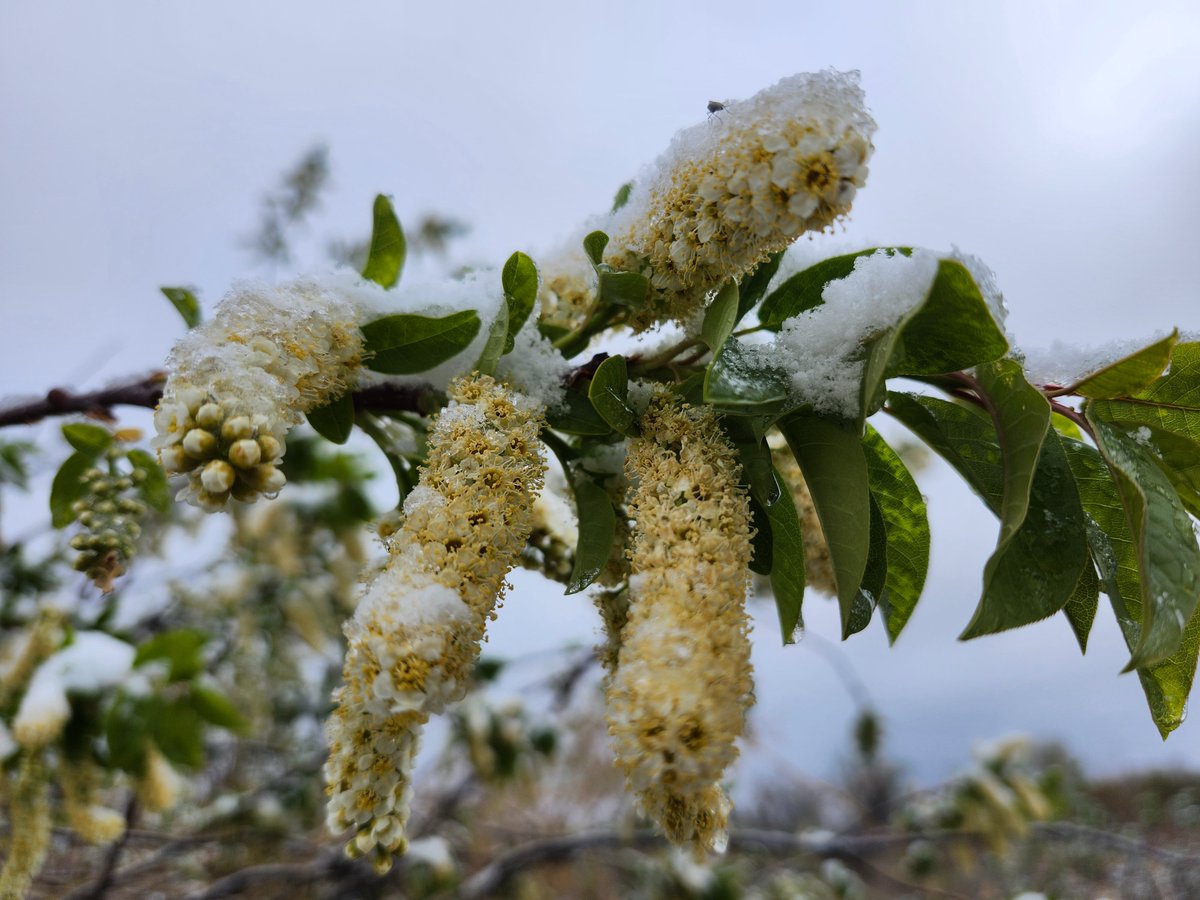 GregLionhart's tweet image. #Spring #Snow #Hiking #MyPhoto #Photography